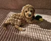 Cockapoo