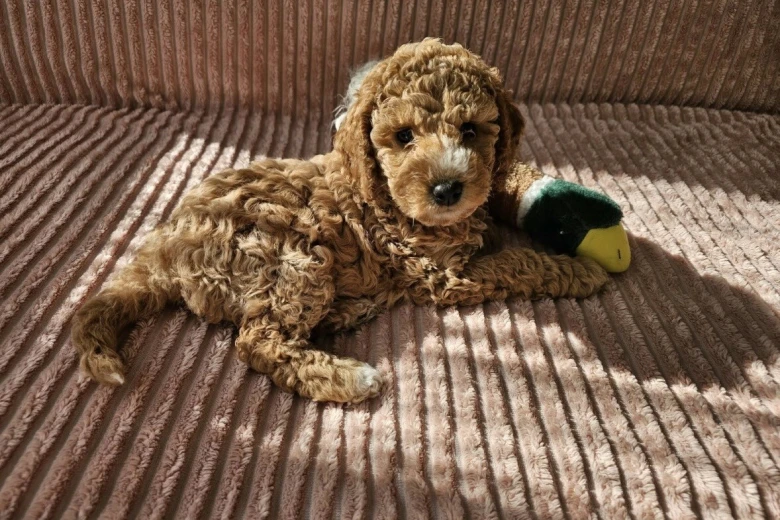 Cockapoo