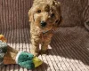 Cockapoo