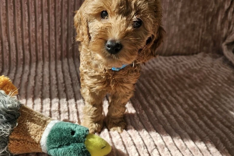 Cockapoo