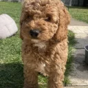 Cockapoo