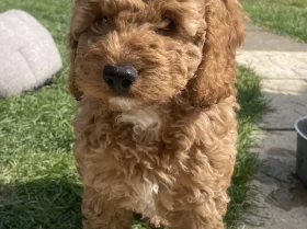 Cockapoo