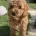 Cockapoo