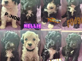 Cockapoo