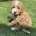 Cockapoo