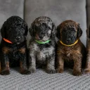 Cockapoo