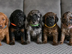 Cockapoo