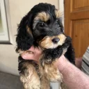 Cockapoo