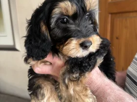 Cockapoo