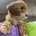 Cockapoo