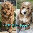 Cockapoo