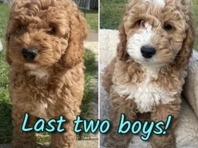 Cockapoo