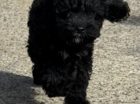 Cockapoo