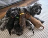 Cockapoo