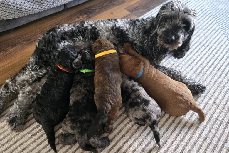 Cockapoo