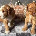 Cockapoo