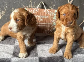 Cockapoo