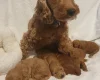 Cockapoo