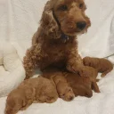 Cockapoo