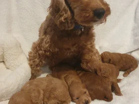 Cockapoo