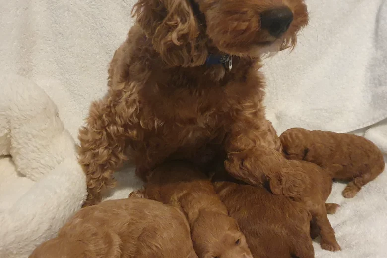 Cockapoo