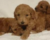 Cockapoo