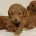 Cockapoo