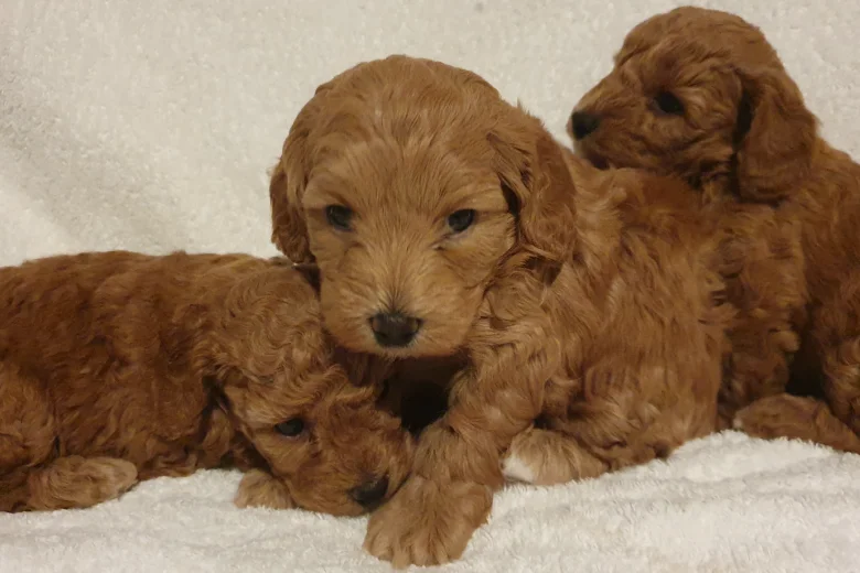 Cockapoo