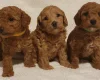 Cockapoo