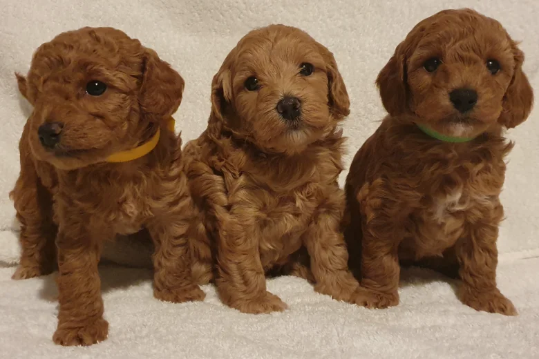 Cockapoo