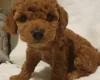 Cockapoo