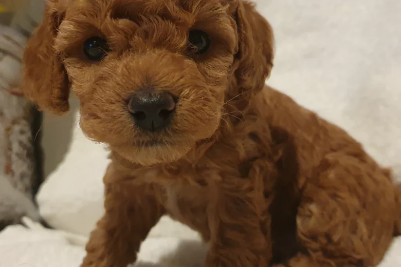 Cockapoo