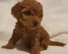 Cockapoo