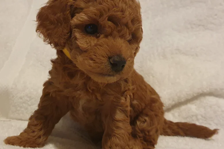 Cockapoo