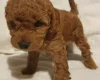 Cockapoo