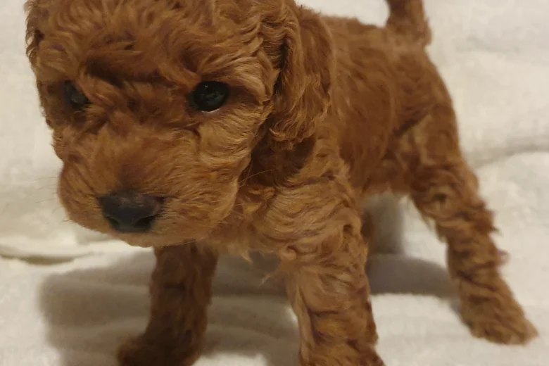 Cockapoo