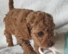 Cockapoo