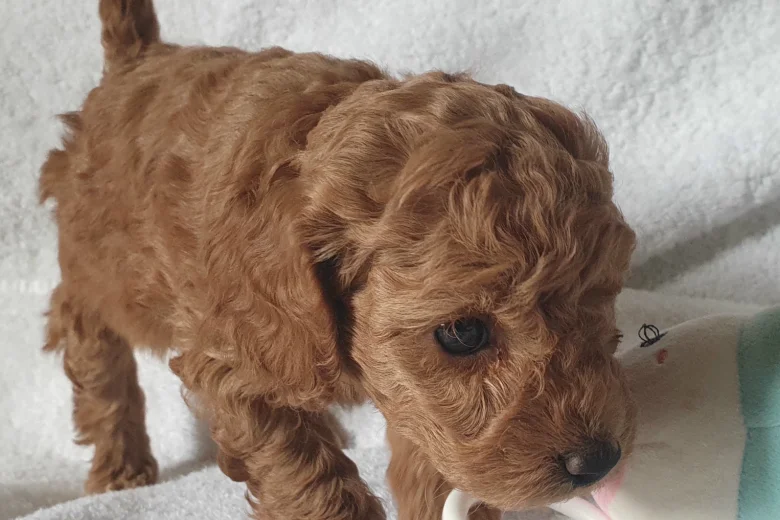 Cockapoo