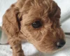 Cockapoo