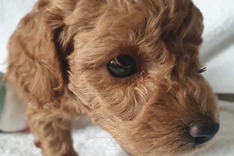 Cockapoo