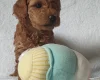 Cockapoo