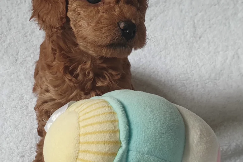 Cockapoo