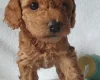 Cockapoo
