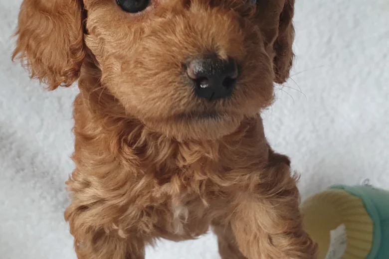 Cockapoo