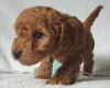 Cockapoo