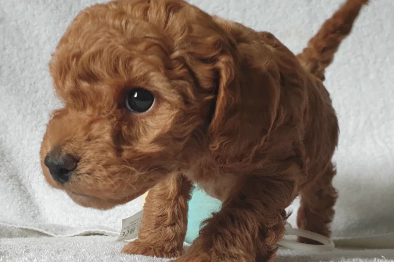 Cockapoo