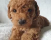 Cockapoo