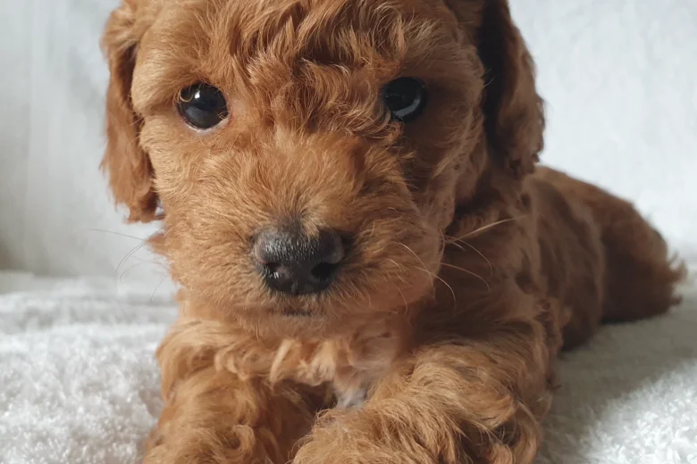 Cockapoo