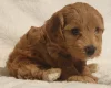 Cockapoo