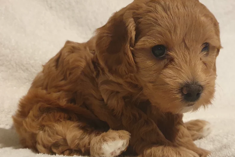 Cockapoo